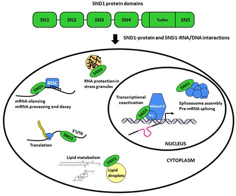 snd1 proteina 1 contenente nucleasi stafilococcica e dominio tudor|Staphylococcal Nuclease and Tudor Domain Containing 1 (SND1 .